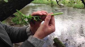 Hemlock Water Dropwort, Oenanthe crocata - YouTube