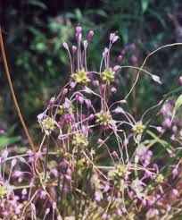 Allium carinatum - Michigan Flora