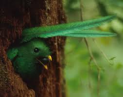 Resultado de imagem para Quetzal