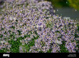 Aster Sedifolius High Resolution Stock Photography and Images ...
