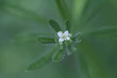 Galium spurium False Cleavers PFAF Plant Database