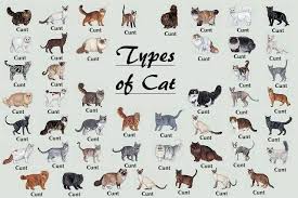 All the different breeds of cats in one photo. - First memes via Relatably.com