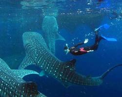 Oslob, Cebu whale sharks的圖片