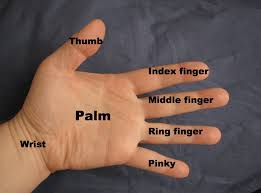 Image result for the fold below the fifth finger