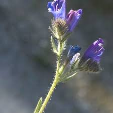 Echium creticum (Cretan viper's-bugloss): Go Botany