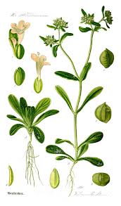 Valerianella locusta - Wikipedia