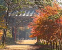오대산 전나무숲길 가을, AI로 생성