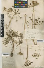 Bunium pachypodum P.W.Ball | Plants of the World Online | Kew ...