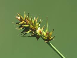 Carex otrubae - Wikipedia