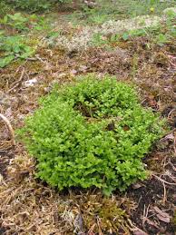 Asplenium ruta-muraria subsp. ruta-muraria | Plants of the World ...