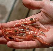 Image result for minyak krill sumber omega 3