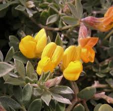 Lotus cytisoides (Grey Birdsfoot Trefoil) : MaltaWildPlants.com - the ...