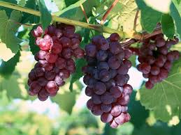grapes ile ilgili görsel sonucu