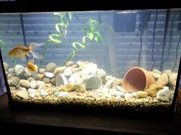 Image result for two fish were in a tank joke