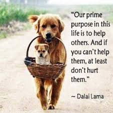 Image result for cute animals quotes