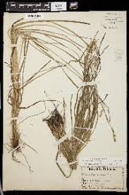 Carex laevigata - SEINet Portal Network