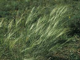 [Poaceae] Stipa offneri | Cette plante fait partie de la fam… | Flickr