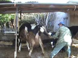 Αποτέλεσμα εικόνας για αρμεγμα αγελαδασ