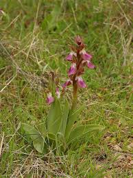 File:Orchis collina (trebol-a) 1.jpg - Wikimedia Commons