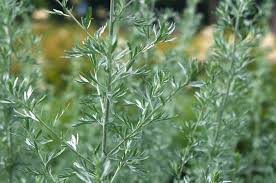 Artemisia: Plant Care & Growing Guide
