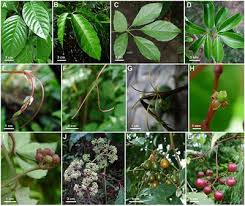 Robust Phylogeny of Tetrastigma (Vitaceae) Based on ... - Frontiers