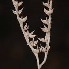 Illecebrum verticillatum (coral necklace): Go Botany