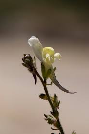Linaria supina – Wikipédia, a enciclopédia livre