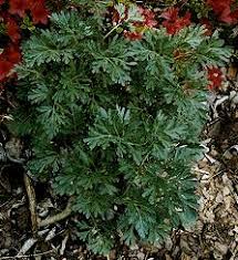 Artemisia - Wikipedia