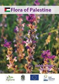 (PDF) Flora of Palestine Salvia viridis