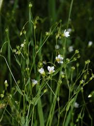 Linum catharticum L. subsp. catharticum | Naviga la Flora | Flora ...