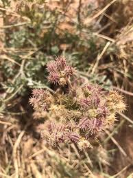Pseudorlaya pumila (L.) Grande, Dune Carrot (World flora) - Pl ...