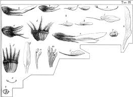 Trifolium latinum Sebast. (from Gibelli & Belli 1888, pl. 9, fig. 1 ...