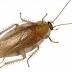 Pennsylvania wood cockroach