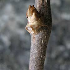 Parthenocissus inserta (thicket-creeper): Go Botany