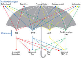 Neuronal network disintegration: common pathways linking ...
