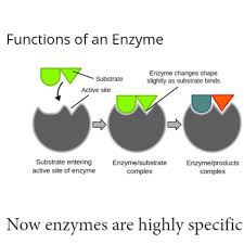 ENZYMES: Function And Classification