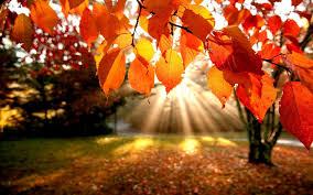 Image result for fall leaves image