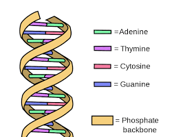 Image of DNA