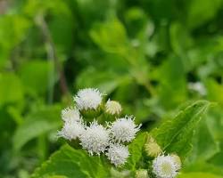 Image of Whiteweed flower