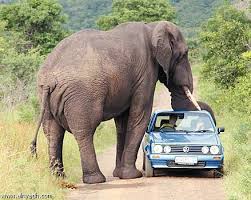 Résultat de recherche d'images pour "الفيل"