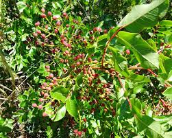 Pistacia terebinthus L., Cyprus-turpentine (World flora) - Pl@ntNet ...