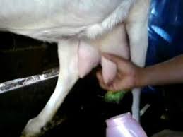 Hasil gambar untuk susu kambing