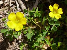 Oxalis dillenii (Slender yellow wood sorrel) | Native Plants of North ...