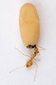 Anatomy of a superorganism: Ant pupae secrete fluid as 'milk' to nurture 
young larvae