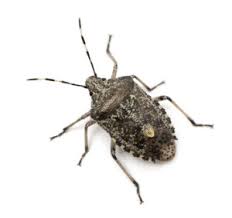 Image result for stink bugs images
