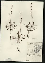 Drosera intermedia - Online Virtual Flora of Wisconsin