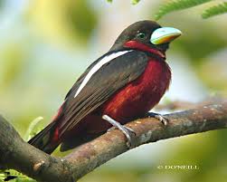 Image result for Ciung-mungkal Sumatera (Cochoa beccarii)  Gambar burung Ciung-mungkal Sumatera