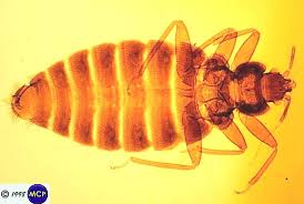 cimex hemipterus of bed bugs type