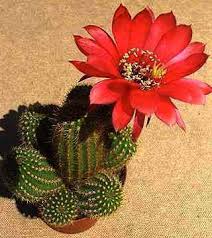 Resultado de imagem para flores de cactus
