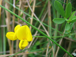 Lotus tenuis - Wikipedia